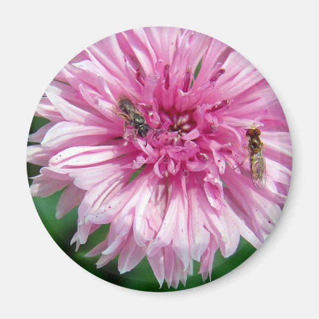 Imán Flor rosa y fallos (Frente)