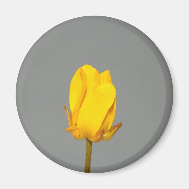 Imán Flor silvestre amarilla (Frente)