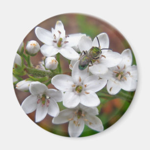 Imán Flor silvestre blanca y mosca de abeja