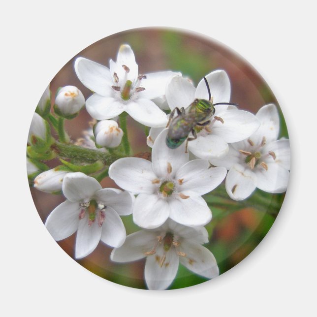 Imán Flor silvestre blanca y mosca de abeja (Frente)