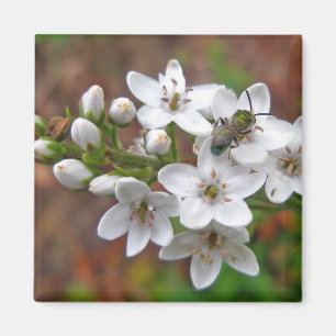 Imán Flor silvestre blanca y mosca de abeja