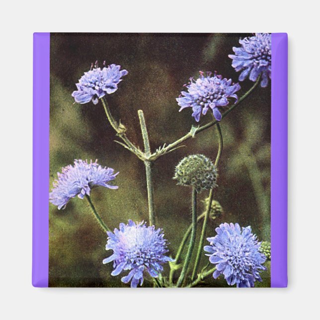 Imán Flor silvestre: Campo escabio (Frente)