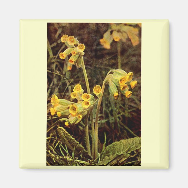 Imán Flor silvestre: Cernillo (Frente)