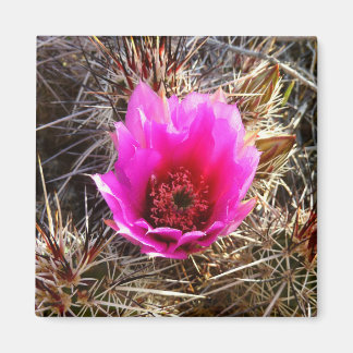 Imán Flor silvestre de cactus floreciendo (higo chumbo)
