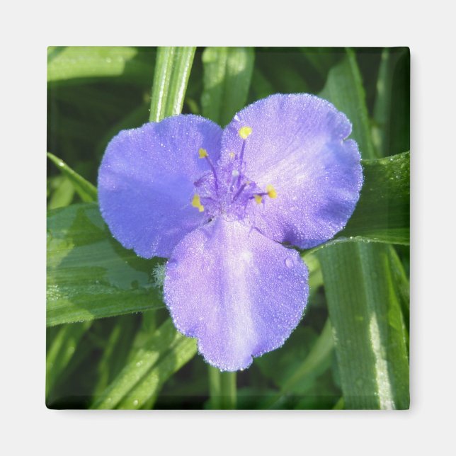 Imán Flor silvestre Dewy Trillium Spring (Frente)