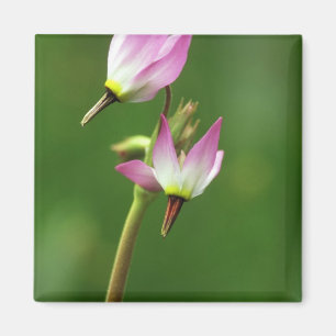 Imán Flor silvestre estrella fugaz, California, EE. UU.
