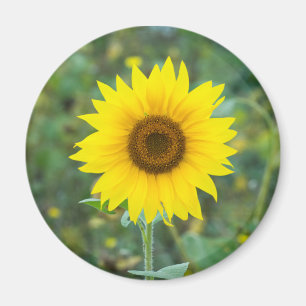 Imán Flor silvestre girasol