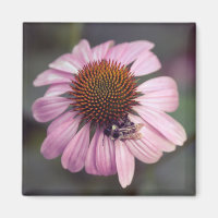 Flor silvestre - Púrpura Flor de café / Echinacea