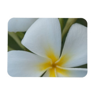 Imán Flor Tropical Blanca De Fiji