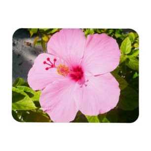 Imán Flor tropical Hibiscus rosa