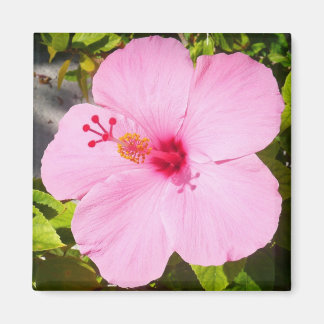 Imán Flor tropical Hibiscus rosa