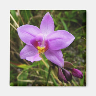 Imán Flor tropical púrpura de orquídea salvaje