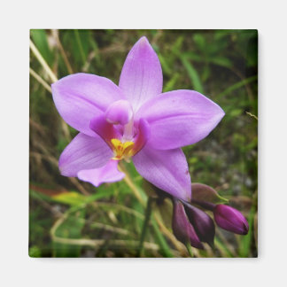 Imán Flor tropical púrpura de orquídea salvaje