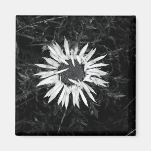 Imán Flor vieja