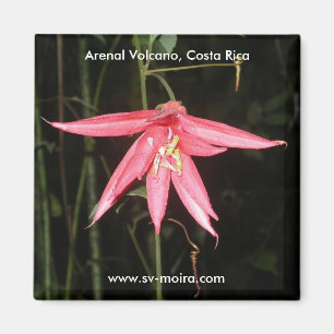 Imán Flor, volcán de Arenal, Costa Rica