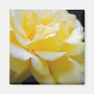 Imán Flora rosa amarilla 5