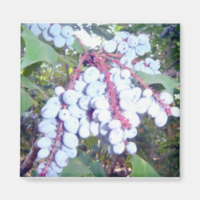 Imán Flora y arándanos salvajes (Frente)