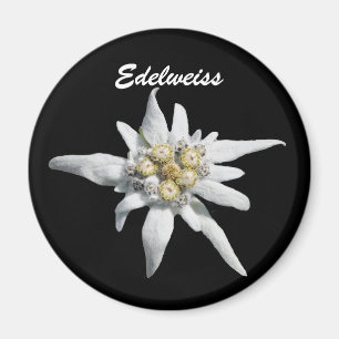 Imán Floración de la flor de Edelweiss