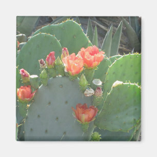 Imán Floración del rojo del verde del cactus del higo