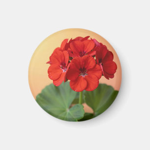 Imán Floración floral de geranio rojo vibrante
