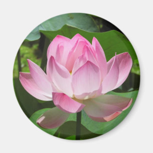 Imán Floración rosada de Lotus