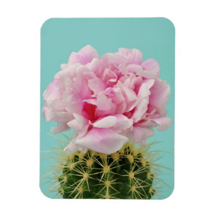 Imán Floración rosada encima del cactus de punta
