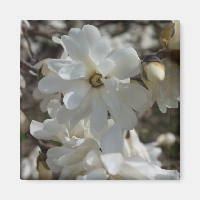 Imán Floraciones de Magnolia Estrella (Frente)