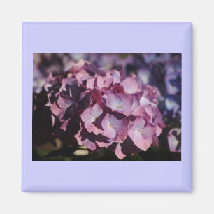 Imán Floraciones del Hydrangea
