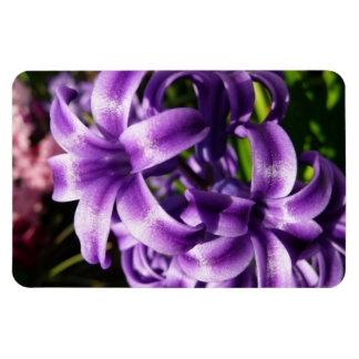 Imán Floral azul de Hyacinto I primavera