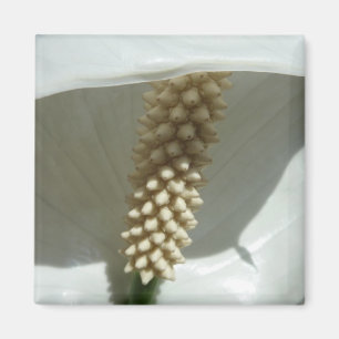 Imán Floral blanca elegante de Lily de la Paz