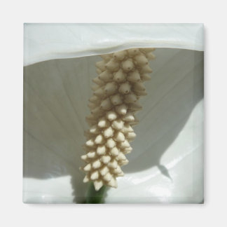 Imán Floral blanca elegante de Lily de la Paz