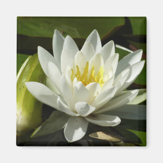 Imán Floral blanca y azul