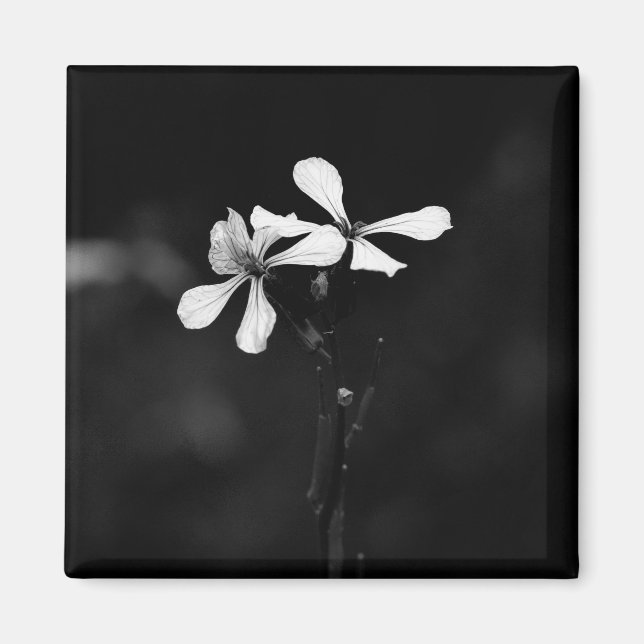 Imán floral blanca y negra mínima (Frente)