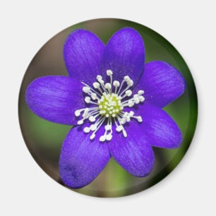 Imán floral brillante morado de flores