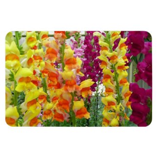 Imán Floral colorida de Snapdragons