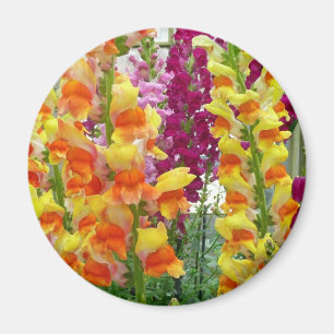 Imán Floral colorida de Snapdragons