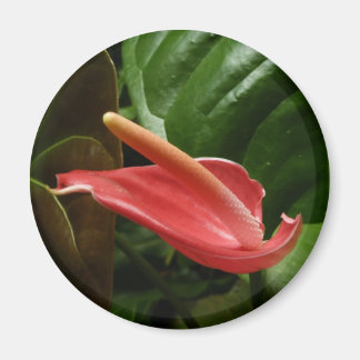 Imán Floral de Calla Rosa Lily Elegant