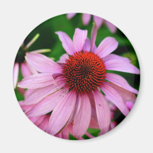 imán floral de equinácea rosa