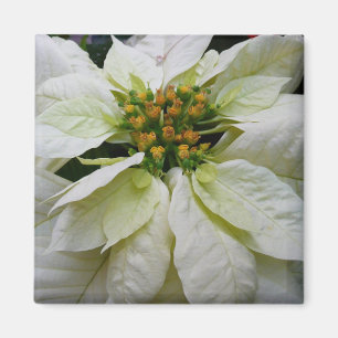 Imán Floral de feriado de Navidades elegantes de Poinse