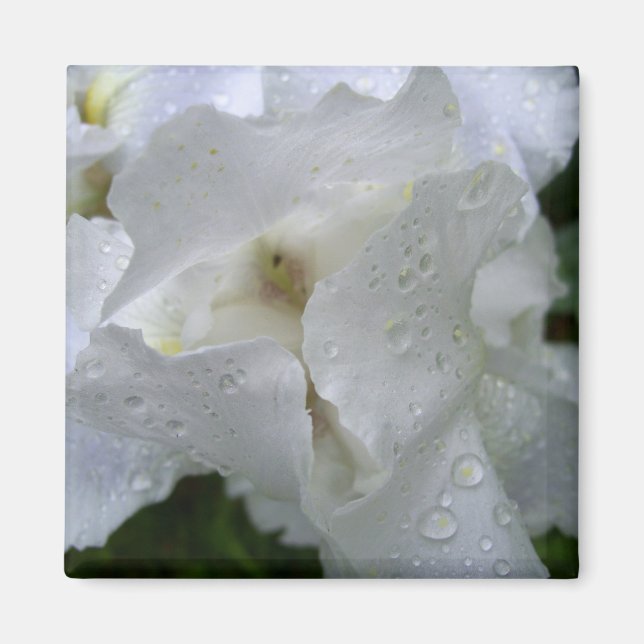 Imán floral de Iris (Frente)