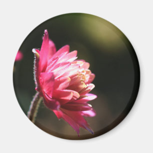 Imán floral de la luz del sol roja de la flor