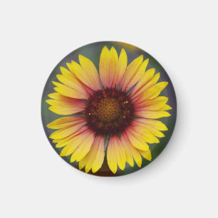 Imán floral de la margarita amarilla linda