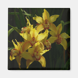 Imán Floral de orquídeas amarillas soleadas