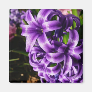 Imán Floral de primavera azul Hyacinin II