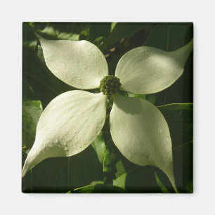 Imán Floral de primavera de Dogwood Blossom iluminada p