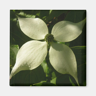 Imán Floral de primavera de Dogwood Blossom iluminada p