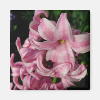 Imán Floral de primavera de Hyacint rosado