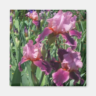 Imán Floral de primavera de irisis moradas