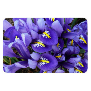 Imán Floral de primavera de irlandeses azules en miniat