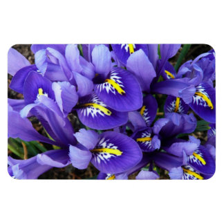 Imán Floral de primavera de irlandeses azules en miniat